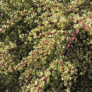 Portulacaria Afra Lilliput - Etsy