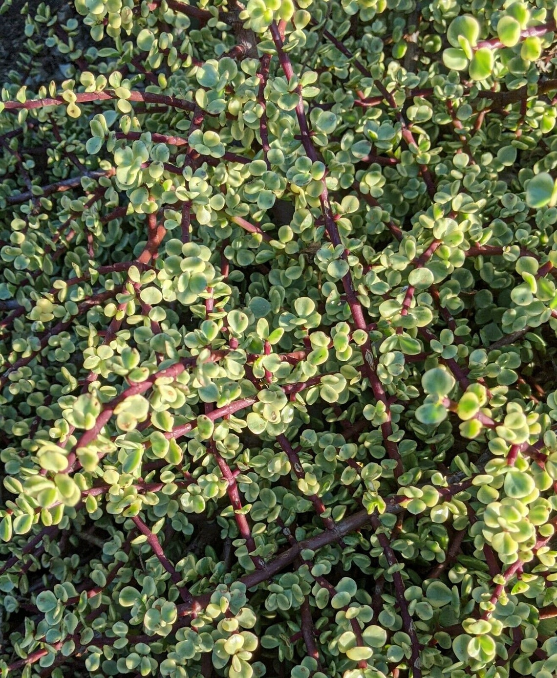 10 cuttings Rainbow Elephant bush Portulacaria afra Succulent | Etsy