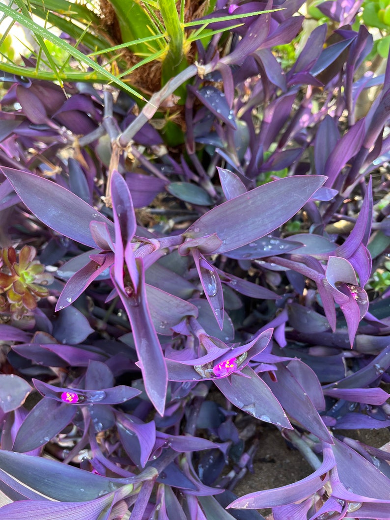 jew cuttings purple heart wandering tradescantia pallida purpurea