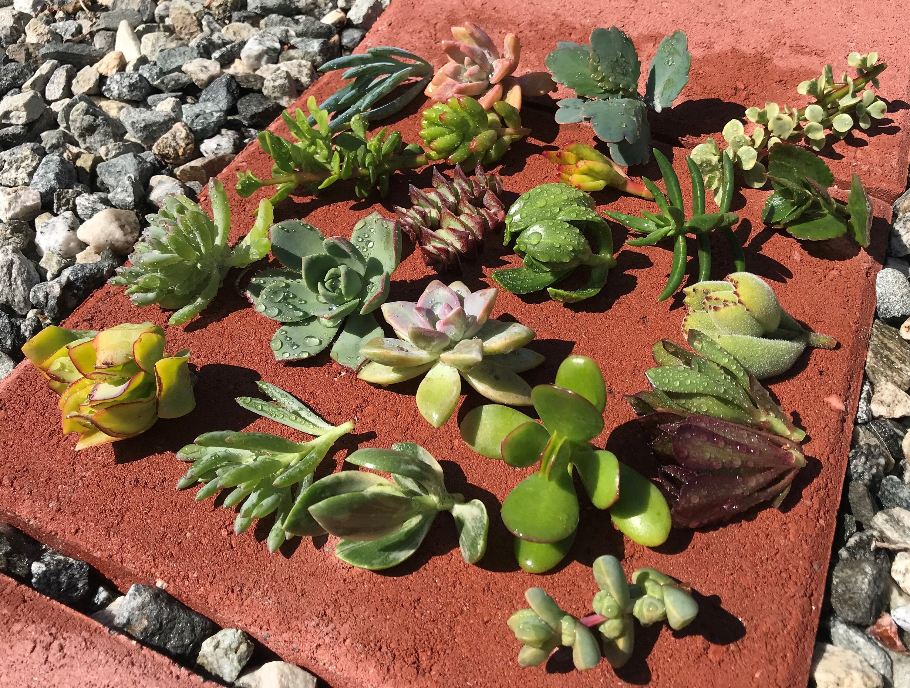 20 varieties 25 cuttings Live Succulent Garden Starter Jade Plants cactus flower kids gift
