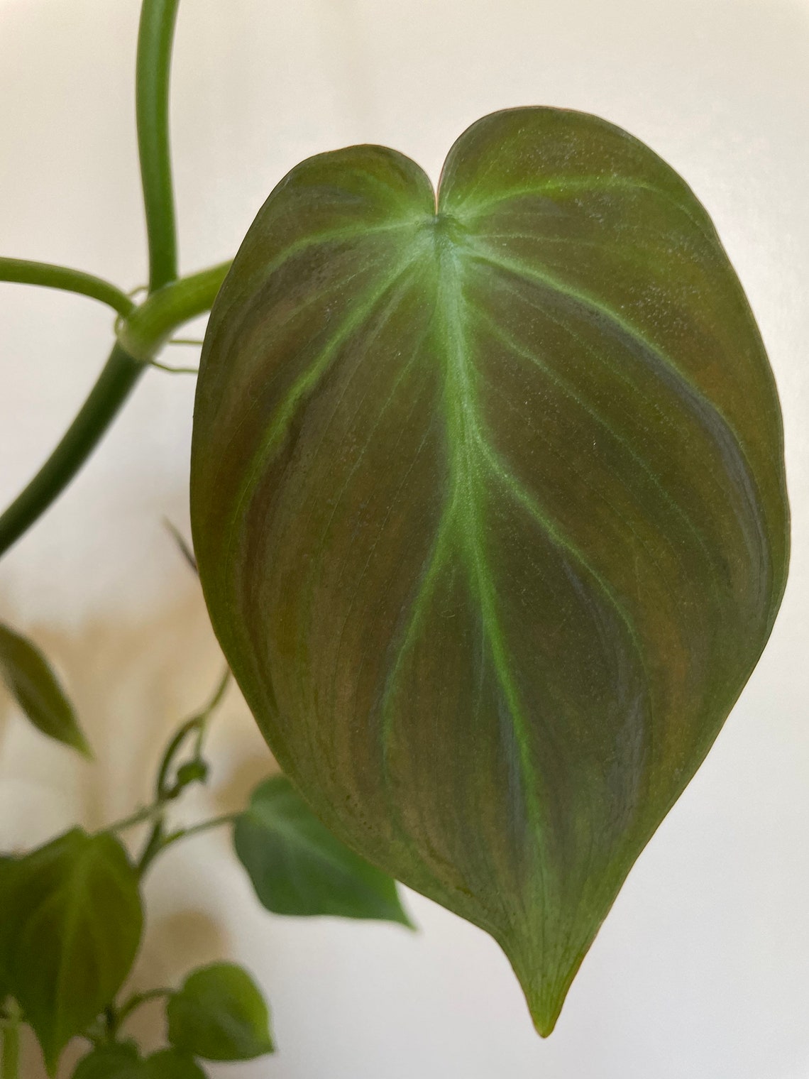 Philodendron Camposportoanum cuttings | Etsy