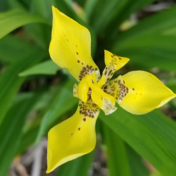 3 rooted Yellow walking iris,  trimezia steyermarkii plants
