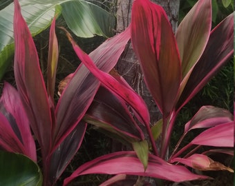 Red Sister cutting,  Tropical Cordyline, Ti plant Hawaiian