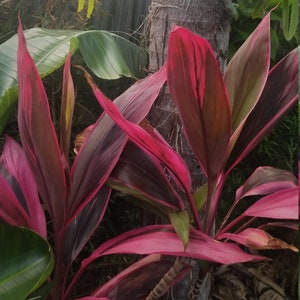 Red Sister cutting,  Tropical Cordyline, Ti plant Hawaiian