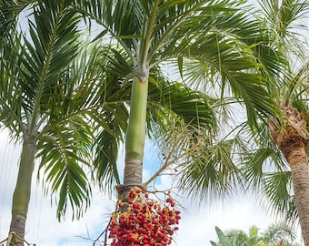 6 Christmas palm tree seedlings, bare root