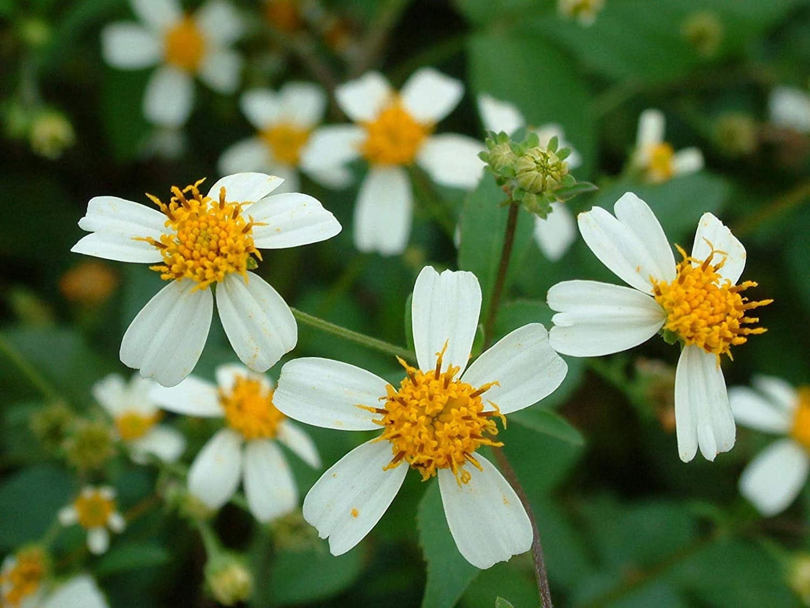 50 Spanish Needle seeds Bidens Pilosa Black Jack Etsy