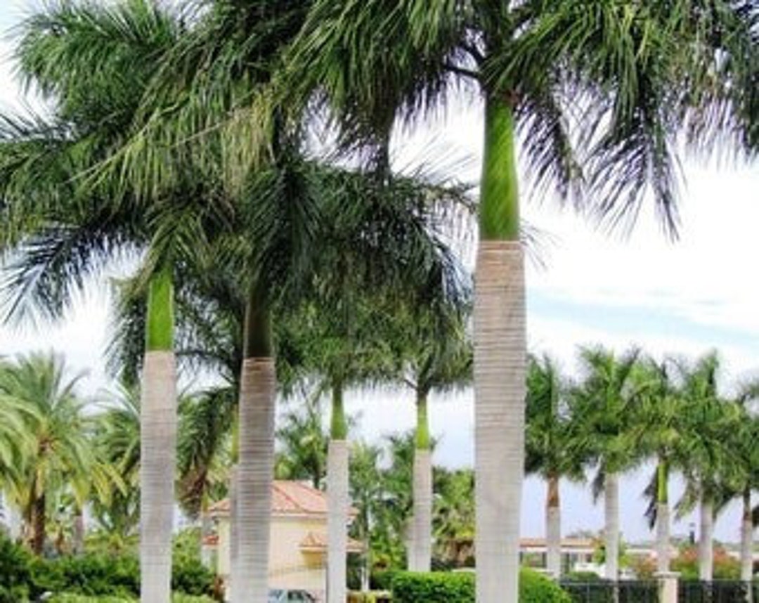 3 Royal Palm Tree Seedlings, Roystonea Regia, Palma Real - Etsy