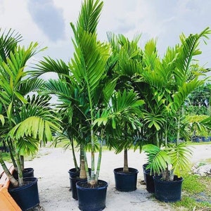 6 Alexander palm tree seedlings, bare root, solitaire palm