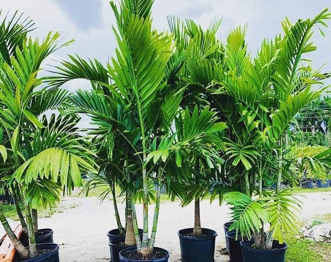 Live King Palm Trees 1 Gallon Etsy