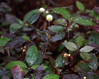 2 rooted Alternanthera dentata plants