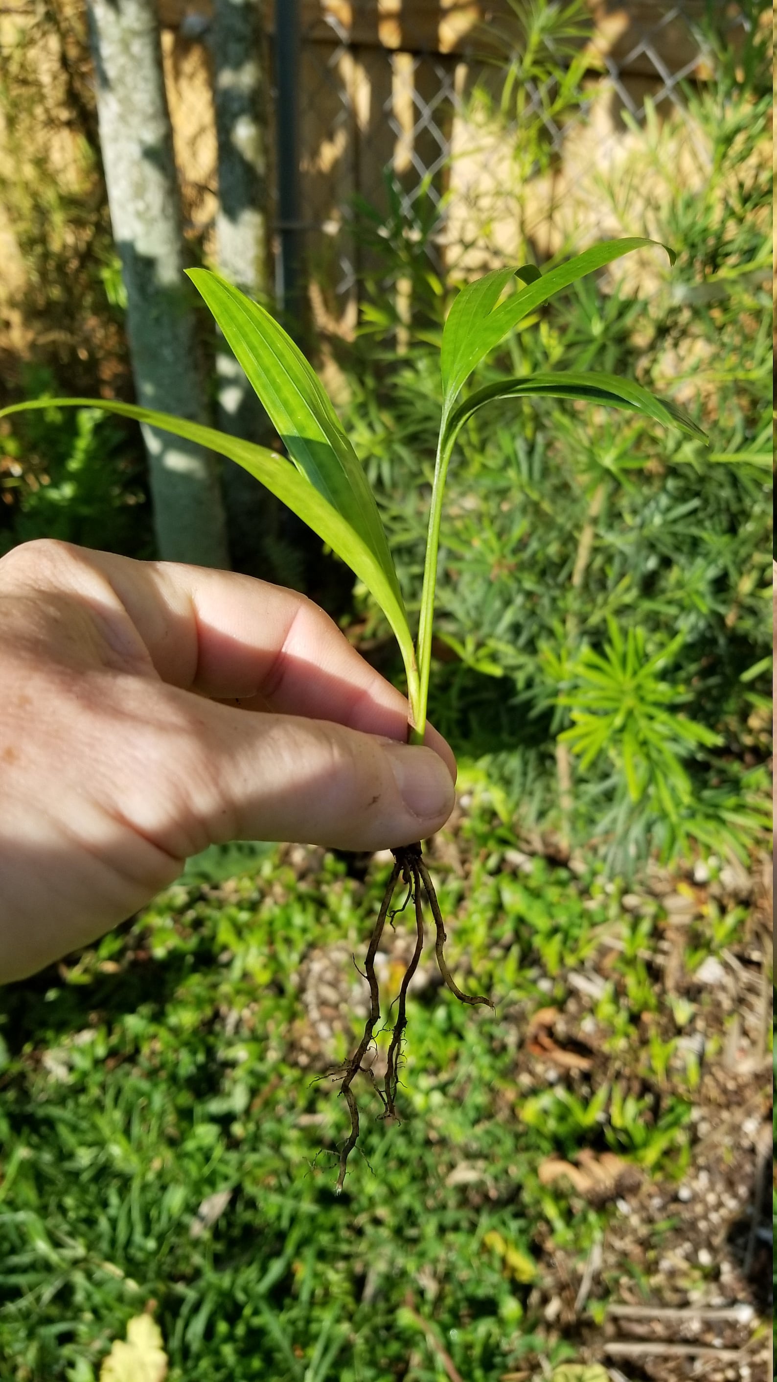 6 Alexander Palm Tree Seedlings Bare Root Solitaire Palm Etsy