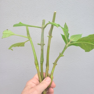 2 cuttings of Brazilian Red Cloak (Megaskepasma erythrochlamys) image 6