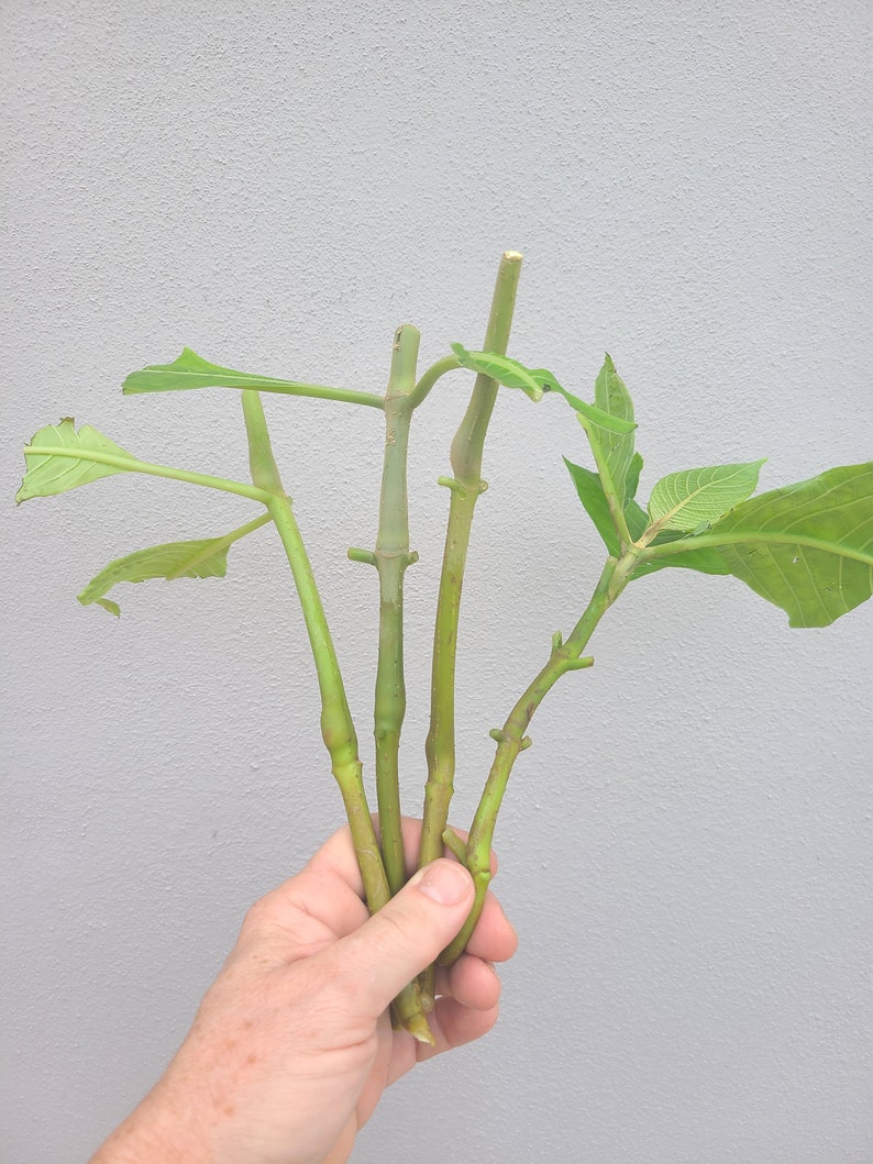 2 cuttings of Brazilian Red Cloak (Megaskepasma erythrochlamys) image 6