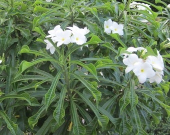 2 Plumeria Pudica cuttings, Bridal Bouquet,  Ramo de Novia, Sri Supakorn, fiddle leaf plumeria, Naag Champa
