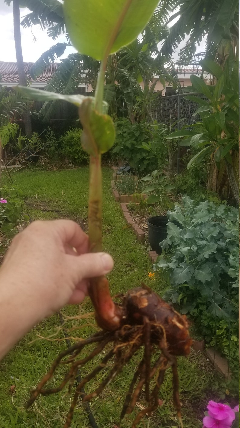 2 Heliconia Hanging Lobster Claw Rhizomes Etsy