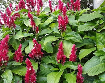 2 cuttings of Brazilian Red Cloak (Megaskepasma erythrochlamys)