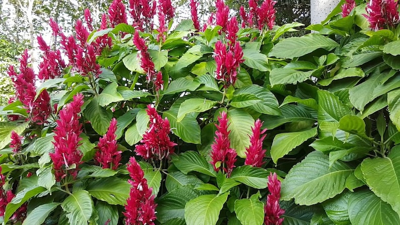 2 cuttings of Brazilian Red Cloak (Megaskepasma erythrochlamys) image 1