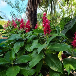 2 cuttings of Brazilian Red Cloak (Megaskepasma erythrochlamys) image 4