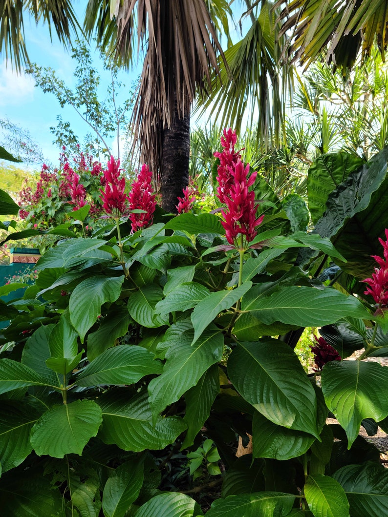 2 cuttings of Brazilian Red Cloak (Megaskepasma erythrochlamys) image 4