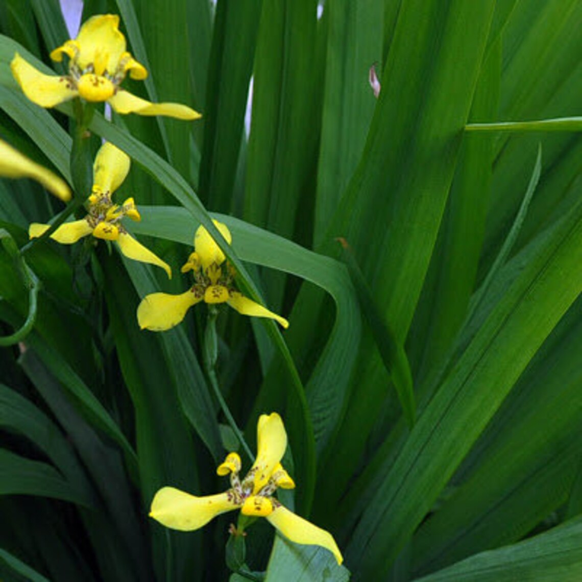 4 Yellow Walking Iris Trimezia Steyermarkii Plantlets/sprouts Etsy