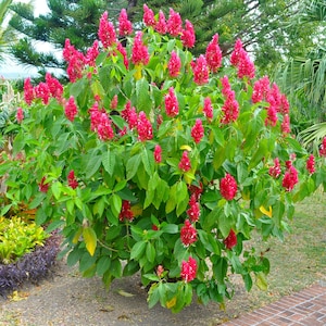 2 cuttings of Brazilian Red Cloak (Megaskepasma erythrochlamys) image 2