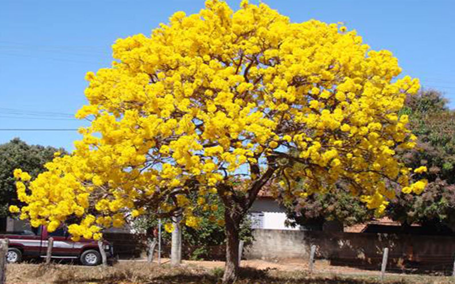 Yellow Tabebuia Caraiba tree Seeds Golden Trumpet tree seeds Etsy