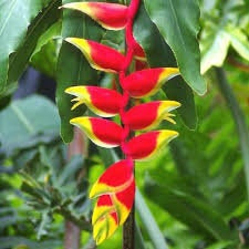 2 Heliconia Hanging Lobster Claw Rhizomes Etsy