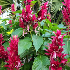 2 cuttings of Brazilian Red Cloak (Megaskepasma erythrochlamys) image 3