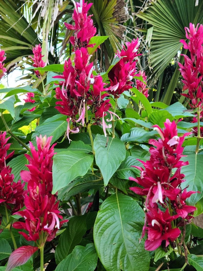 2 cuttings of Brazilian Red Cloak (Megaskepasma erythrochlamys) image 3