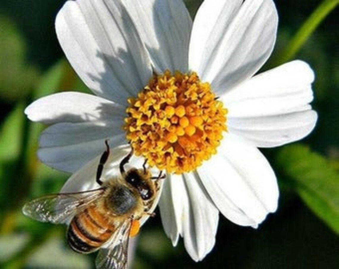 50 Spanish Needle seeds Bidens Pilosa Black Jack Etsy