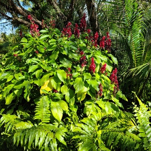 2 cuttings of Brazilian Red Cloak (Megaskepasma erythrochlamys) image 5