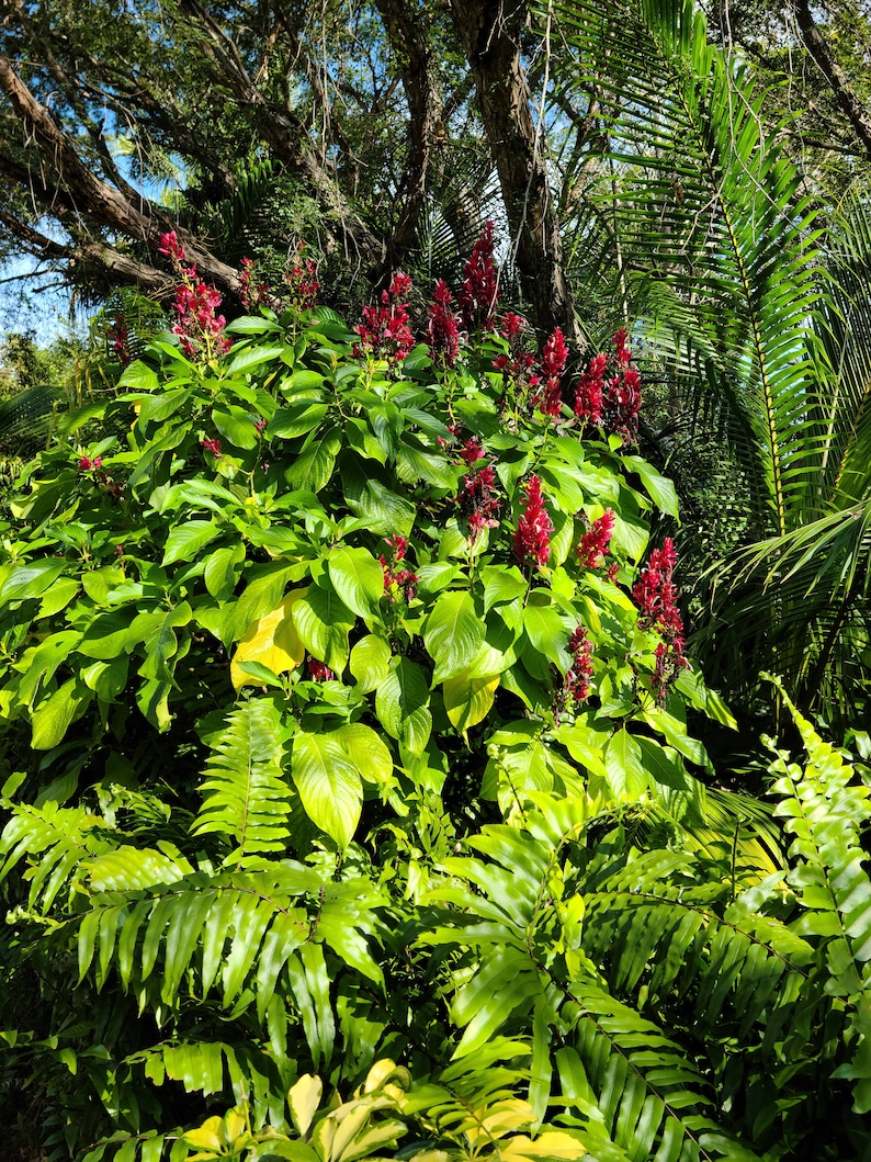 2 cuttings of Brazilian Red Cloak (Megaskepasma erythrochlamys) image 5