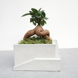 以下が含まれることがあります： 階段のデザインが施された白いコンクリート製のプランターで、ユニークなねじれた茶色の根系を持つ小さな緑の植物が植えられています。