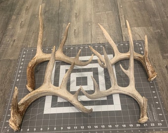 XL Whitetail Deer Shed Antler