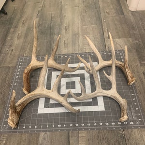 XL Whitetail Deer Shed Antler