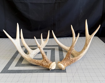 Deer Antler Shed Set  Matched Whitetail deer- WILD STUD 6x5