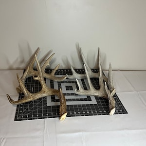 Deer Antler Sheds singles and 2 packs. Whitetail deer antlers decor Large/XL/Jumbo