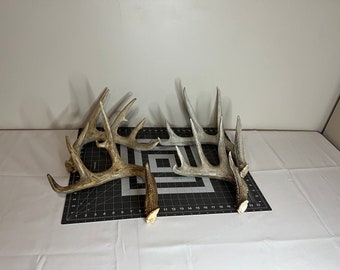 Deer Antler Sheds singles and 2 packs. Whitetail deer antlers decor Large/XL/Jumbo