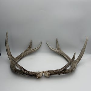 May include: A pair of weathered, light brown deer antlers positioned symmetrically with the base ends touching. The antlers feature a textured, bony surface with multiple points curving upward and outward, displaying natural variations in color.