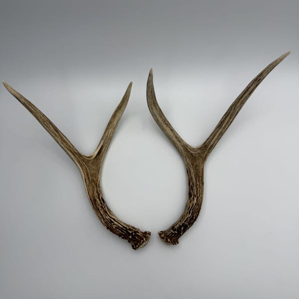 2x2 Deer Antler Shed Set- little matched Mule deer antler set- Amazing color contrast