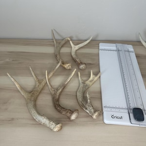 May include: A collection of natural deer antlers in various sizes and shapes, with a light brown and beige color palette. A white Cricut paper trimmer is also present, suggesting crafting or DIY projects.