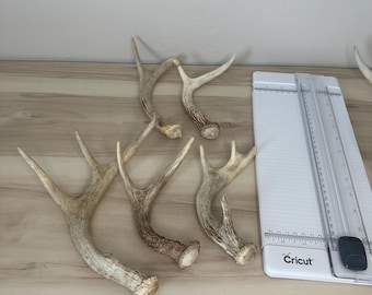 Single small deer antler