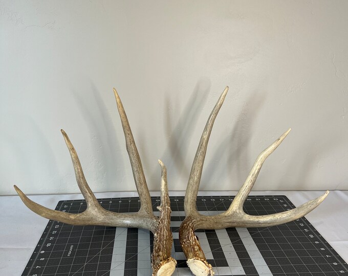 Deer Antlers Shed Huge 4 Point Whitetail Set 14 Inch G2s Etsy