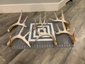 Large Whitetail Deer Antlers (2 packs available)