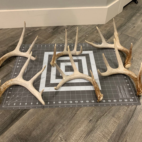 Large Whitetail Deer Antlers (2 packs available)
