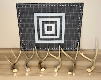 Mule deer antler- pick your special one