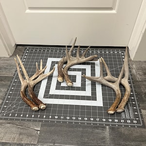 Deer Antler Sheds 2 pack. Whitetail deer antlers decor (2 pack= 2 antlers)