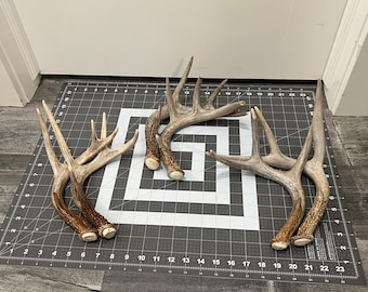 Deer Antler Sheds 2 pack. Whitetail deer antlers decor (2 pack= 2 antlers)