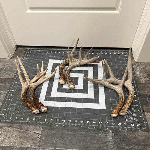 Bois de cerf de Virginie, lot de 2, véritables bois naturels, décoration rustique, décoration de mariage