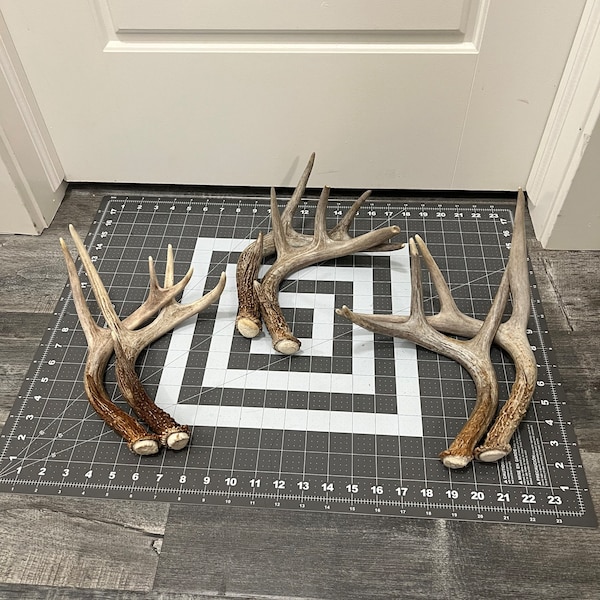 Deer Antler Sheds 2 pack. Whitetail deer antlers decor (2 pack= 2 antlers)